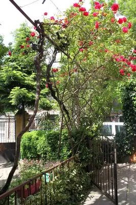 a tree with red flowers in front of a fence at Orange House in the Old Town Plovdiv- free parking in Plovdiv