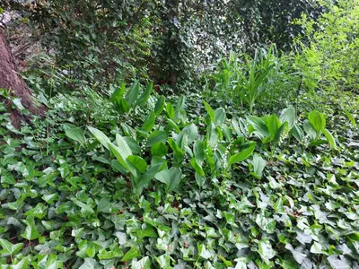 a group of green plants in a garden at Studio Rositza in Sofia