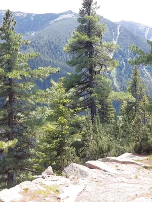 a group of pine trees on top of a mountain at Studio A10 Borovets gardens in Borovets