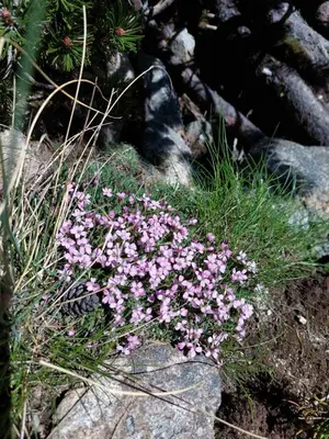 a bunch of pink flowers on a rock at Studio A10 Borovets gardens in Borovets