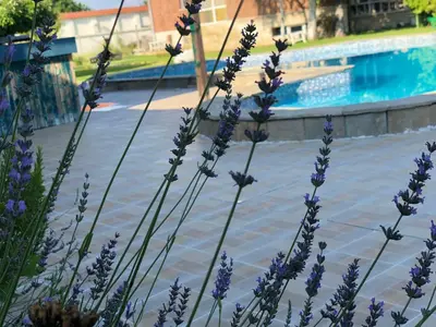 a bunch of purple flowers next to a swimming pool at Galeria In The Garden in Plovdiv