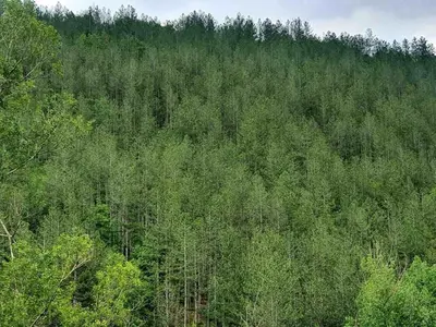 an overhead view of a forest of trees at Green View 1 in Skrino