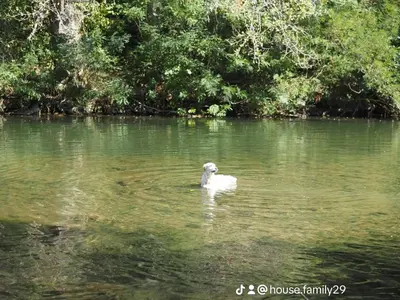 a white duck swimming in the water at Green View 1 in Skrino