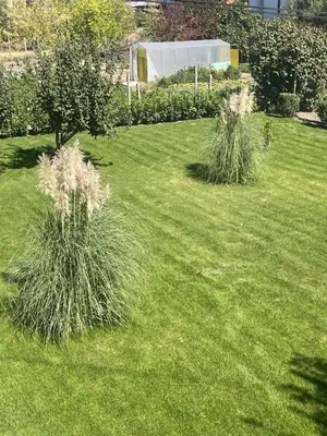 a yard with green grass with two tall plants at Къща Бети самостоятелни апартаменти с двор край Пловдив in Skutare