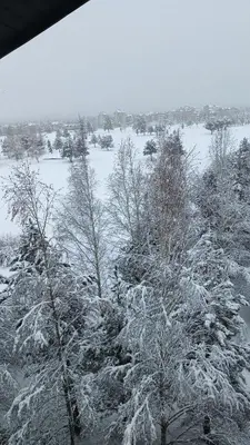 a snow covered field with trees and a snow covered ground at M&R Apartment C13 - SPA Terra Complex in Razlog
