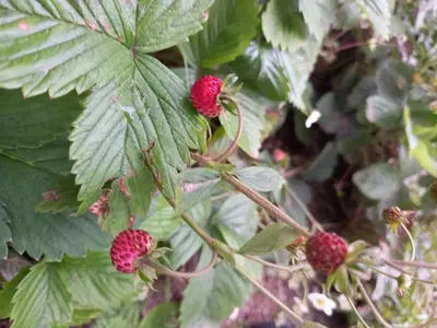 a bunch of red berries on a raspberry plant at Kъща за гости Демария in Koprivshtitsa