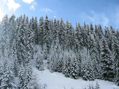 a group of trees covered in snow at Krasi Apartments in Zornitsa Complex in Stoykite