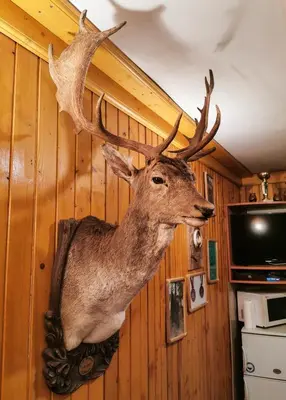 a large deer head hanging on a wall at Комплекс Петлето in Smolyan