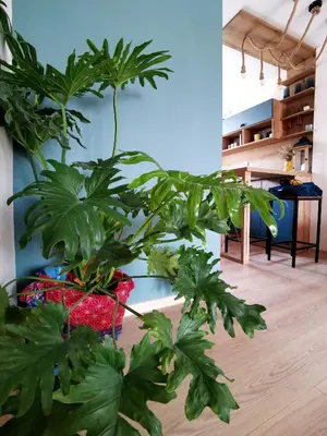 a large green plant in a room with a table at Rare view in Plovdiv