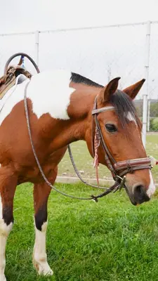 a brown and white horse standing in the grass at The Wind Mills Hydropark in Gorna Malina