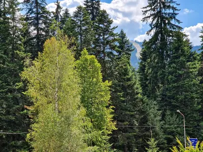 a group of trees with a mountain in the background at Sunny Apartment C25 in Borovets