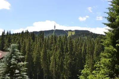 a view of a forest with a mountain in the background at Forest view in Pamporovo