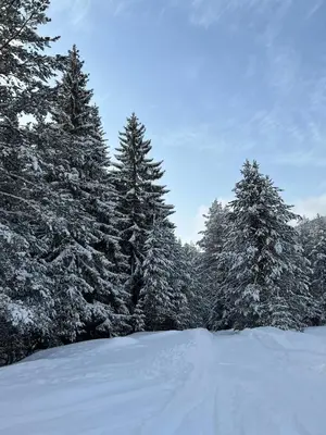 a group of trees with snow on them at Райски кът “Еленова поляна” in Dobărsko