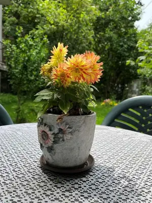 a vase filled with flowers sitting on a table at River's house, free parking! in Sofia