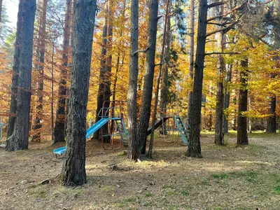 a park with a blue slide in the woods at Почивна база Пиринпласт in Gotse Delchev