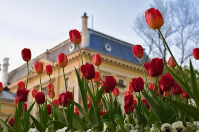 a bunch of red tulips in front of a building at New, Modern And Convenient in Sofia