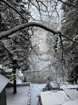 a branch of a tree with snow on it at Вила за гости “Попина лъка” in Vikhren