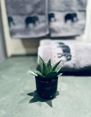 a small green plant sitting on a table at Forest nest - your place to rest! in Borovets