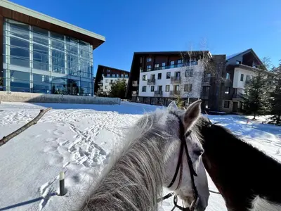 a horse standing in the snow in front of a building at Forest nest - your place to rest! in Borovets