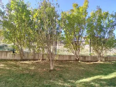 a group of trees in a yard next to a fence at Flat Cedar Lodge 2min walk to gondola in Bansko