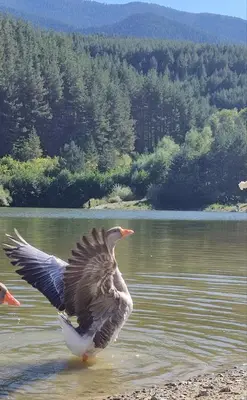 a bird flying over a body of water at Апартамент В204 Belvedere Holiday Club in Bansko