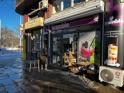 a cat standing in front of a store window at Casa del Rey in Sofia