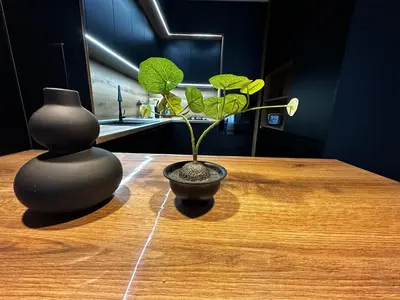 a plant sitting on top of a wooden table at 1BR Modern condo near the University in Sofia