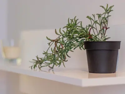 a black potted plant sitting on a shelf at Louvre Loft: Charming Studio in Central Sofia in Sofia