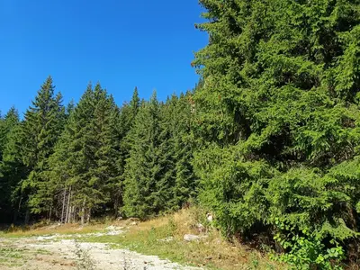 a dirt road in the middle of a forest at Студио Орфееви Скали in Pamporovo