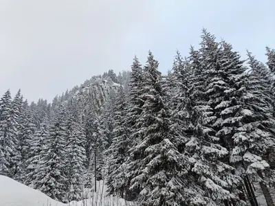a group of pine trees covered in snow at Студио Орфееви Скали in Pamporovo