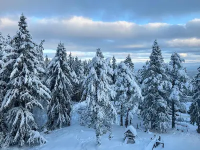 a group of pine trees covered in snow at Boro Hills in Borovets