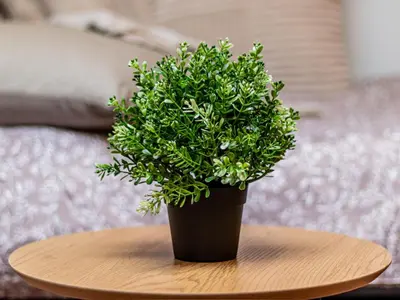 a plant in a pot on a table at Vazov Loft - Central Sofia Studio in Sofia