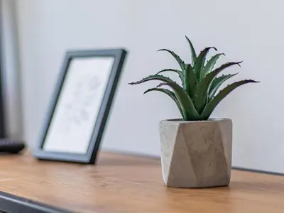 a potted plant sitting on top of a wooden table at Boyana Loft - Central Sofia Studio in Sofia