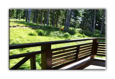 a wooden bridge in a forest with green grass at Teo and Miki 612 in Pamporovo