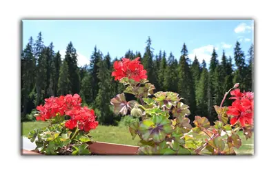 a plant with red flowers in a pot at Teo and Miki 612 in Pamporovo