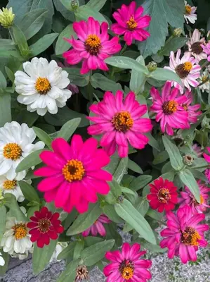 a bunch of pink and white flowers in a garden at Villa Fest in Bansko