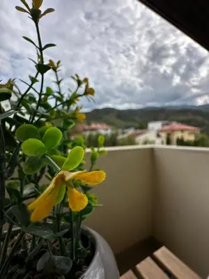 a yellow flower in a vase on a balcony at View in Petrich