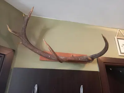 a deer antlers on the wall of a room at Top Top location Green apartment in Bansko