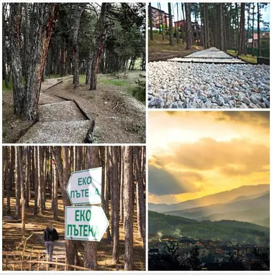 a group of four pictures with a sign in the woods at Апартамент Веирас in Velingrad