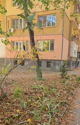 a tree in front of a building at Zoev in Plovdiv