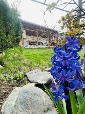a bunch of blue flowers in front of a building at Вила Маца in Sapareva Banya