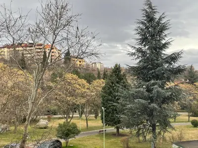 a pine tree in a park with a building in the background at Sunny Park Retreat in Sandanski