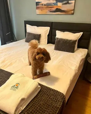 a dog sitting on top of a bed at Local Stay Villas in Bansko