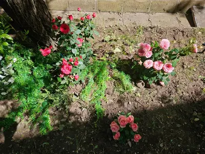 a flower garden with pink roses in the dirt at TERRA COMPLEX D5 - Private apartment - Golf, Skiing & SPA in Razlog
