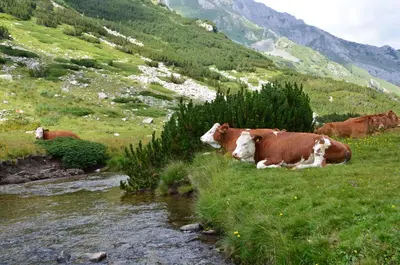 a group of cows laying in the grass next to a stream at GALA 2Bedroom Apartment 200m from Gondola in Bansko