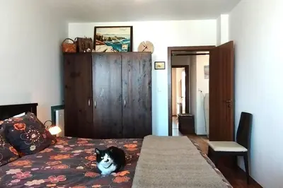 a black and white dog sitting on a bed at 2BR mountain view, SPA, parking, ski piste in Bansko