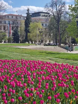 a field of pink flowers in a park at Tulip Dreamland in Sofia