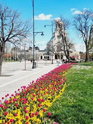 a row of flowers in a park with a building in the background at Tulip Dreamland in Sofia