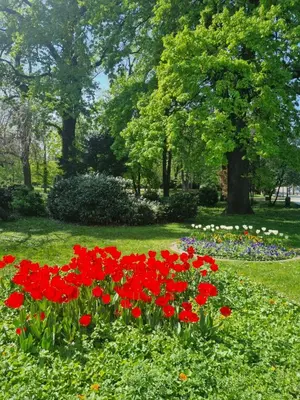 a field of red flowers in a park at Tulip Dreamland in Sofia