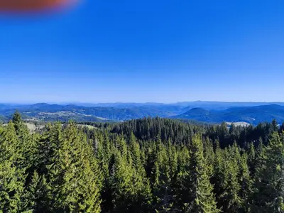 an aerial view of a forest of trees at Panorama Stoykite Eurydice in Stoykite